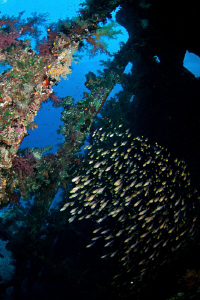 An image from inside the wreck of the Carnatic; a school ... by Paul Colley 